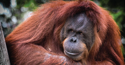 What's wrong with Palm Oil?